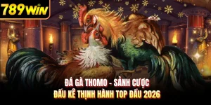 Đá Gà Thomo - Sảnh Cược Đấu Kê Thịnh Hành Top Đầu 2026