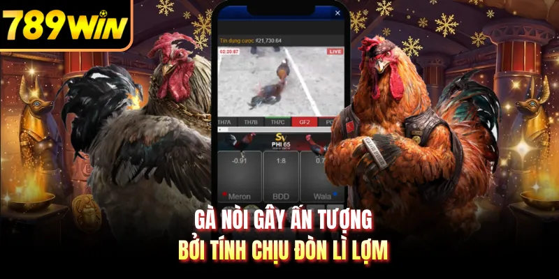 Gà nòi gây ấn tượng bởi tính chịu đòn lì lợm