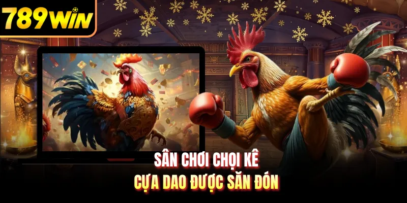 Sân chơi chọi kê cựa dao được săn đón