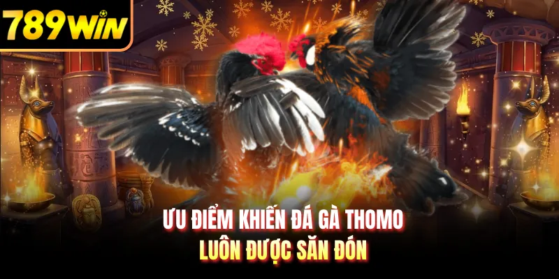 Ưu điểm khiến đá gà Thomo luôn được săn đón