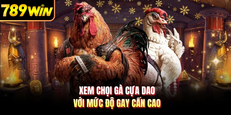 Xem chọi gà cựa dao với mức độ gay cấn cao